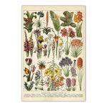 Vintage Mushroom Biology Poster Canvas Wall Art