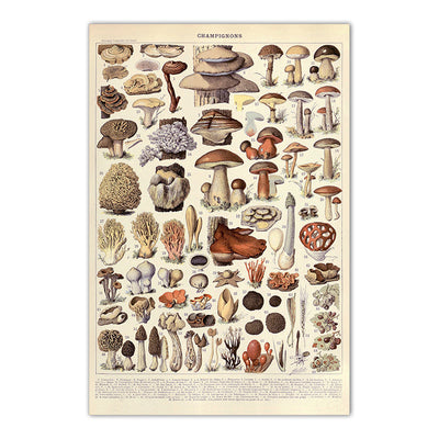 Vintage Mushroom Biology Poster Canvas Wall Art